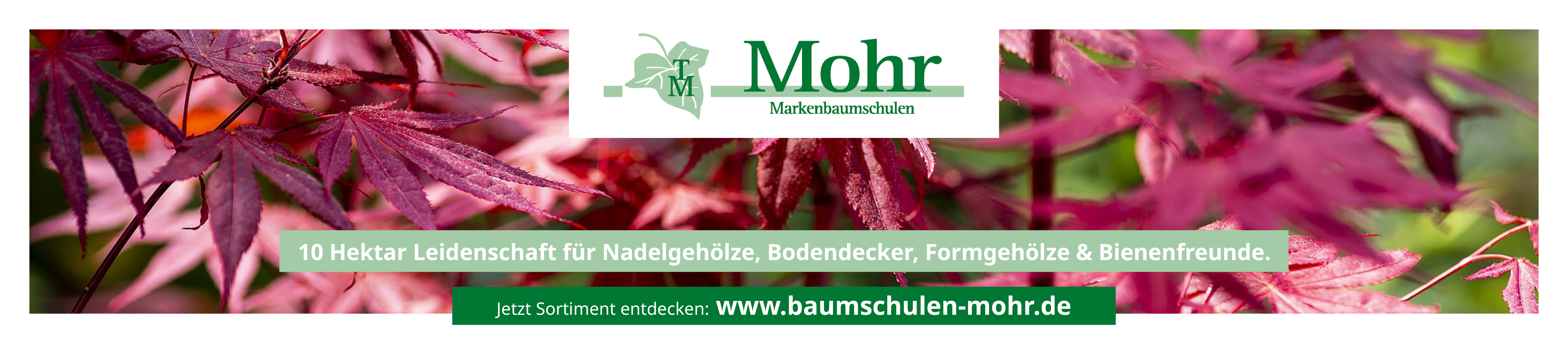 Mohr_Ad_1920x420px_13062025.png